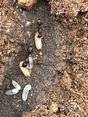 Camponotus dumetorum