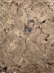 Camponotus dumetorum