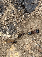 Camponotus dumetorum
