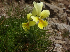 Viola lutea sudetica