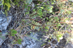 Veronica lavaudiana