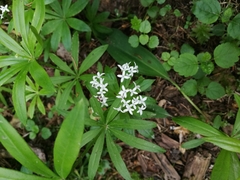 Galium odoratum