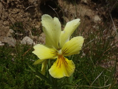 Viola lutea sudetica