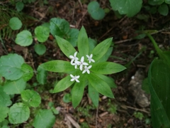 Galium odoratum
