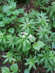 Galium odoratum