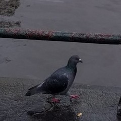 Columba livia domestica