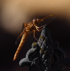 Libellula saturata