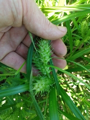 Carex lupulina