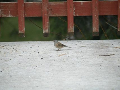 Junco hyemalis caniceps