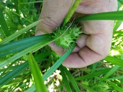Carex lupulina