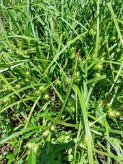 Carex lupulina
