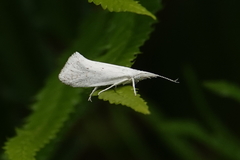 Euceratia castella