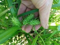 Carex lupulina