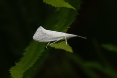 Euceratia castella