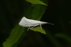 Euceratia castella