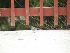 Junco hyemalis caniceps
