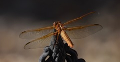 Libellula saturata