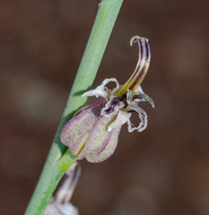 Streptanthus brachiatus