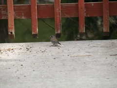 Junco hyemalis caniceps