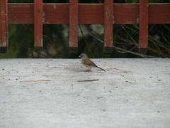 Junco hyemalis caniceps
