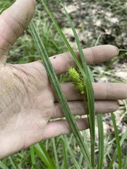 Carex squarrosa