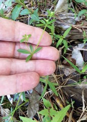 Galium obtusum