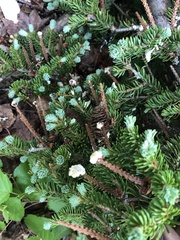 Abies balsamea image