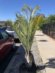 Dypsis decaryi