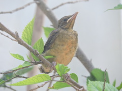 Turdus grayi