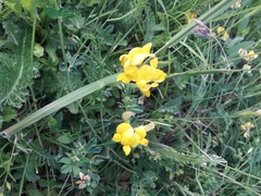 Lotus corniculatus