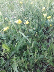 Lotus corniculatus