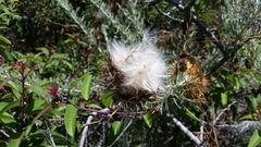 Cirsium occidentale