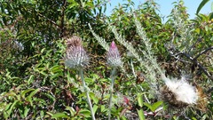 Cirsium occidentale