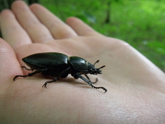 Lucanus cervus