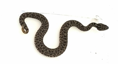 Crotalus aquilus