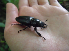 Lucanus cervus