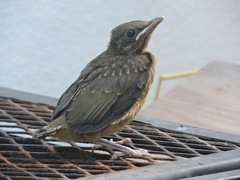 Turdus grayi