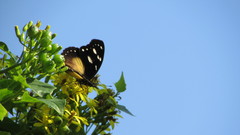 Hypolimnas anthedon wahlbergi