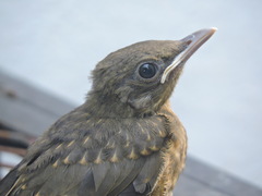 Turdus grayi