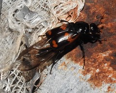 Nicrophorus sayi
