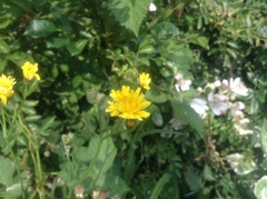 Crepis biennis