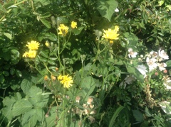 Crepis biennis