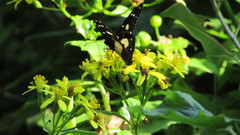 Hypolimnas anthedon wahlbergi