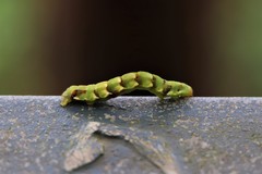 Racotis boarmiaria