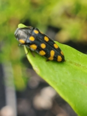 Acmaeodera xanthosticta