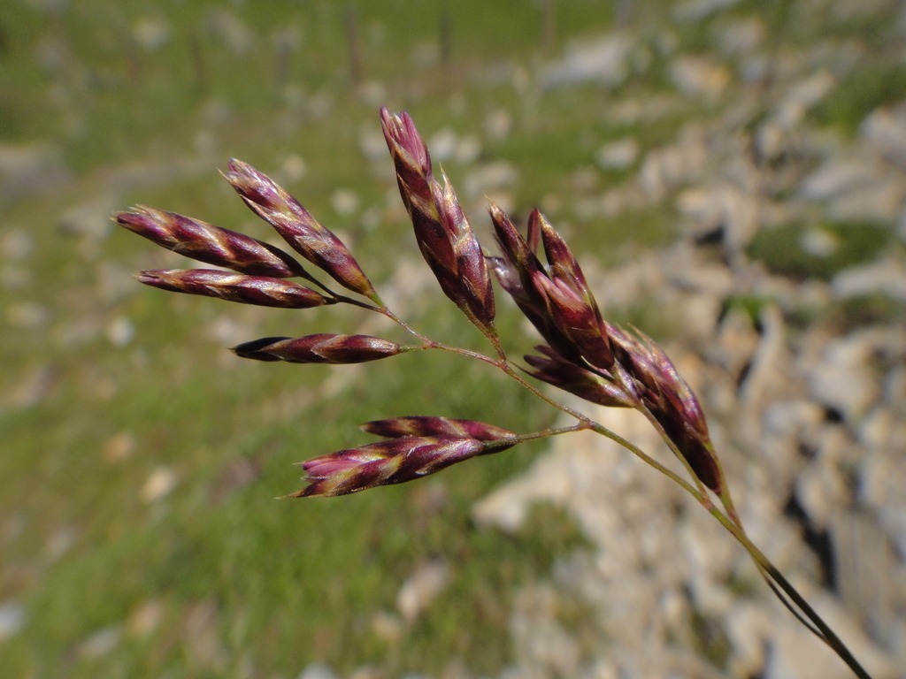 Festuca quadriflora