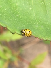 Psyllobora vigintiduopunctata