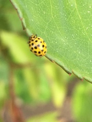 Psyllobora vigintiduopunctata