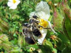 Xylocopa cantabrita