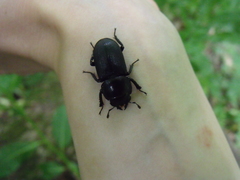 Dorcus parallelipipedus